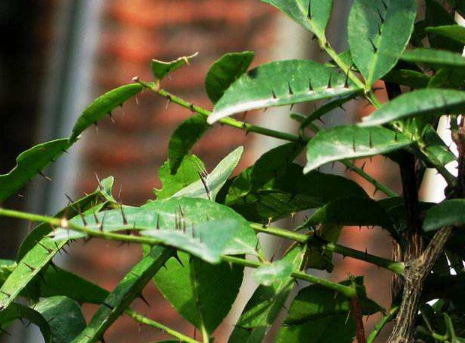 两面针是常见的一种中药材,服用两面针小心中毒,来看看解毒方法
