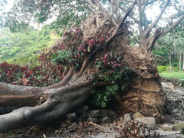 树大招风,若根基不牢,必遭横祸