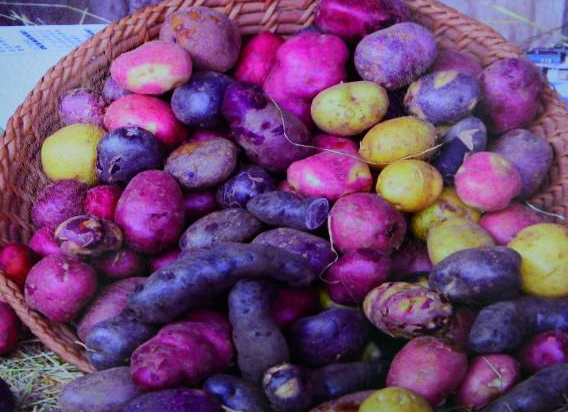 这座小城里有美丽的土豆花与清澈的泉水,黑龙江省克山县! 彩色马铃薯.
