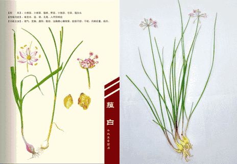 药王谷之薤白,这些功效和作用,"三高"人员应该看看