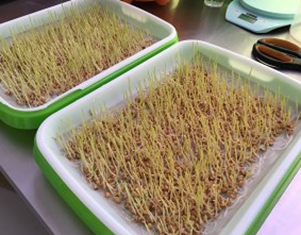 麦芽糖真的是用麦子芽做的吗?教你自己在家做,全家抢着吃!