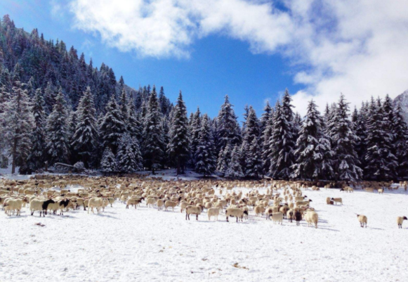 旅游青海篇:欣赏一组冰沟林海的图片