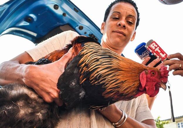 "高卢雄鸡"胜诉!法国一法院裁定公鸡报晓不扰民