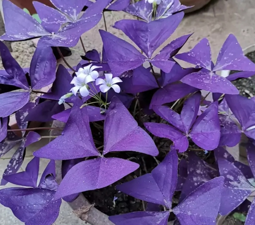 冬天养紫色酢浆草,做好这几点,来年长得旺,叶子更秀美