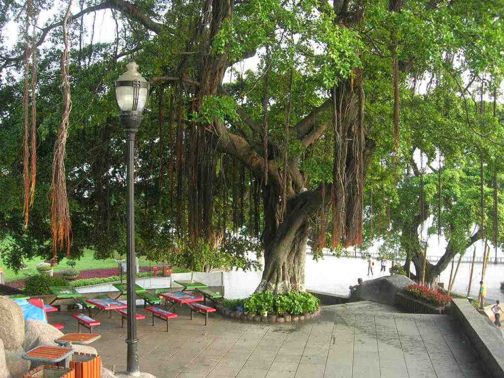 泰州市市树图片