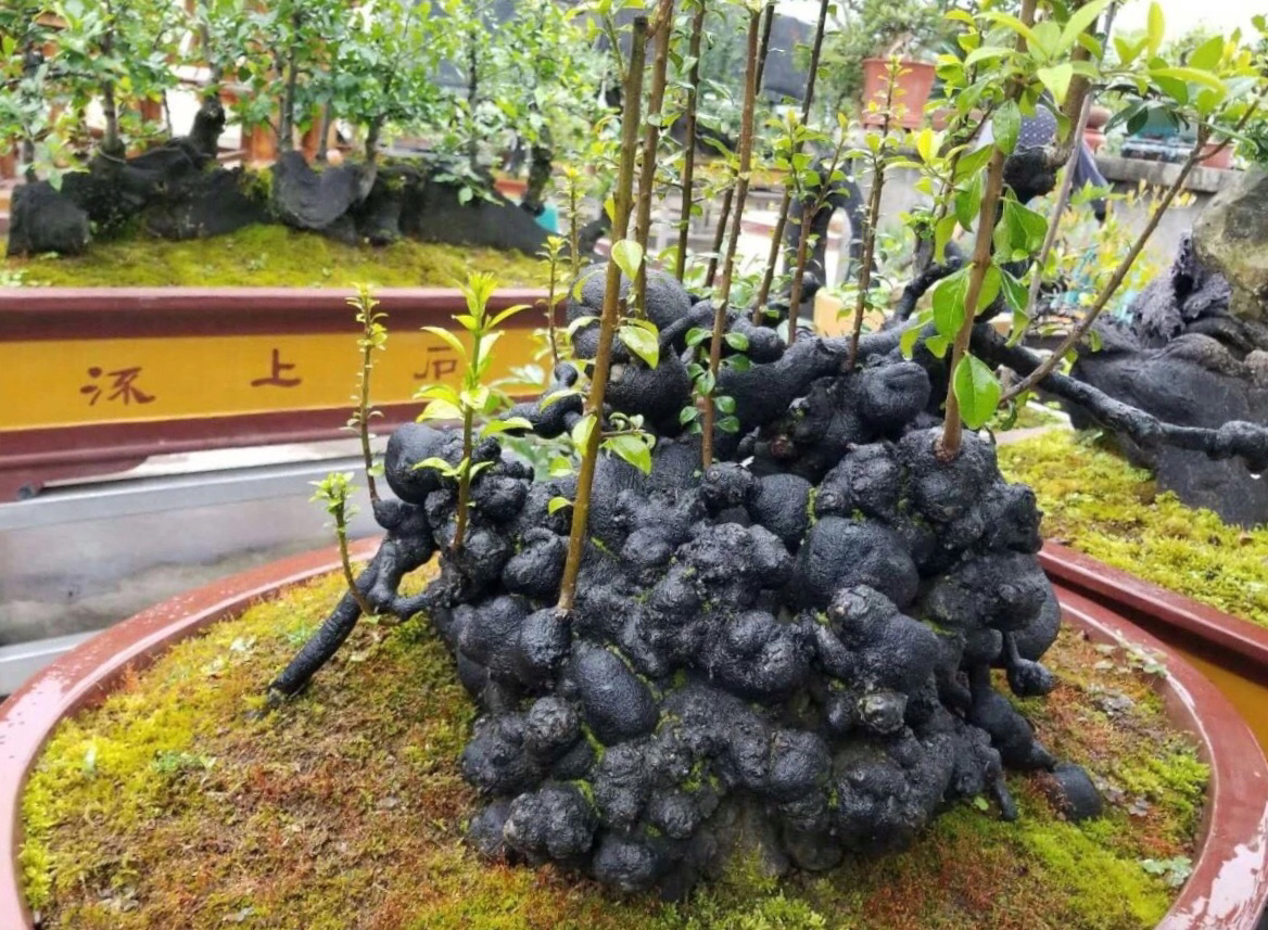 金弹子怪桩之佛头形,大自然的造物我们只能叹为观止.