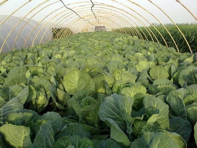 包菜在种植的过程中有哪些技巧?只有这样才能达到高产的目的?