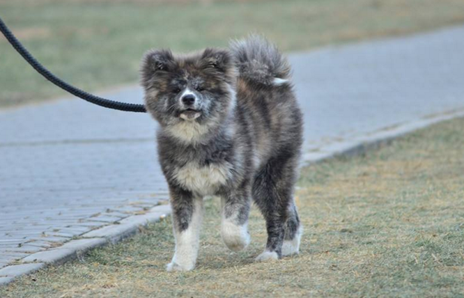 它曾是乾隆的御用犬,今已濒临灭绝!你知道它吗?