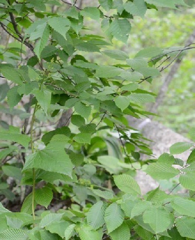 植物小百科:关于山尖菜你不得不知道的知识!