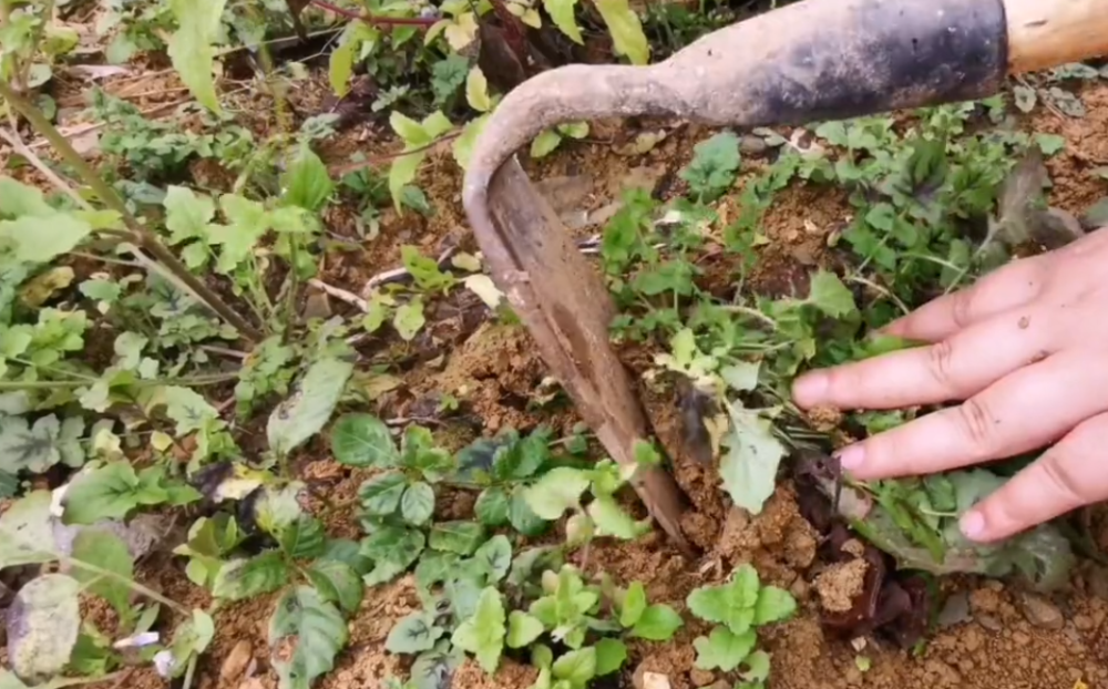 狗头黄植物图片