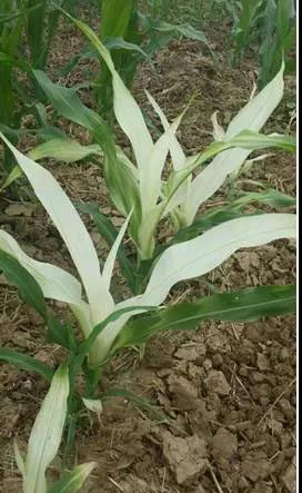 黑玉米玉米玉米 - 热门商品专区