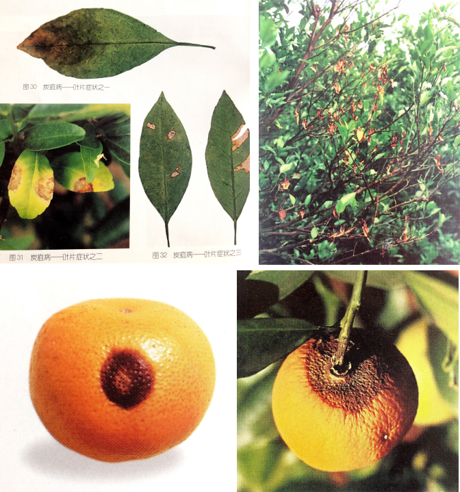 柑橘17病害辨别图片图片