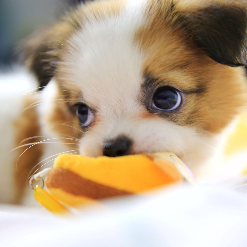 狗绦虫会传染给人吗 绦虫症的临床症状