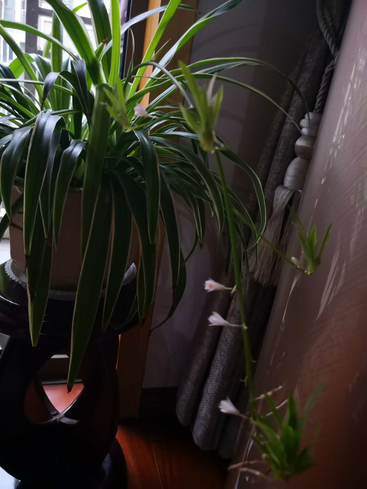 我家的银边吊兰花