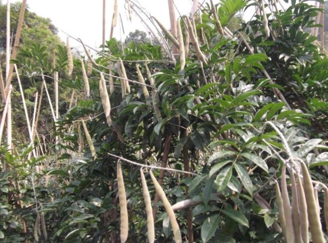 农村这种野生植物结豆荚,豆子好像咖啡豆,能抗三高价值宝贵
