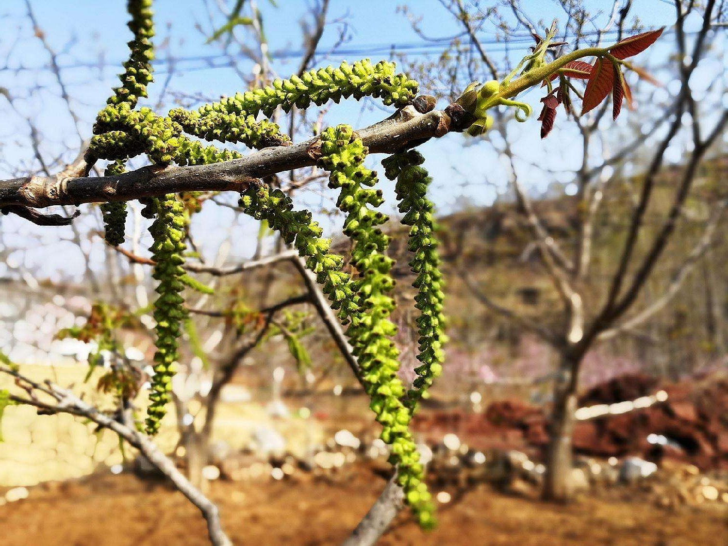 核桃的花也能吃?不仅口感好营养高,还能预防各种疾病