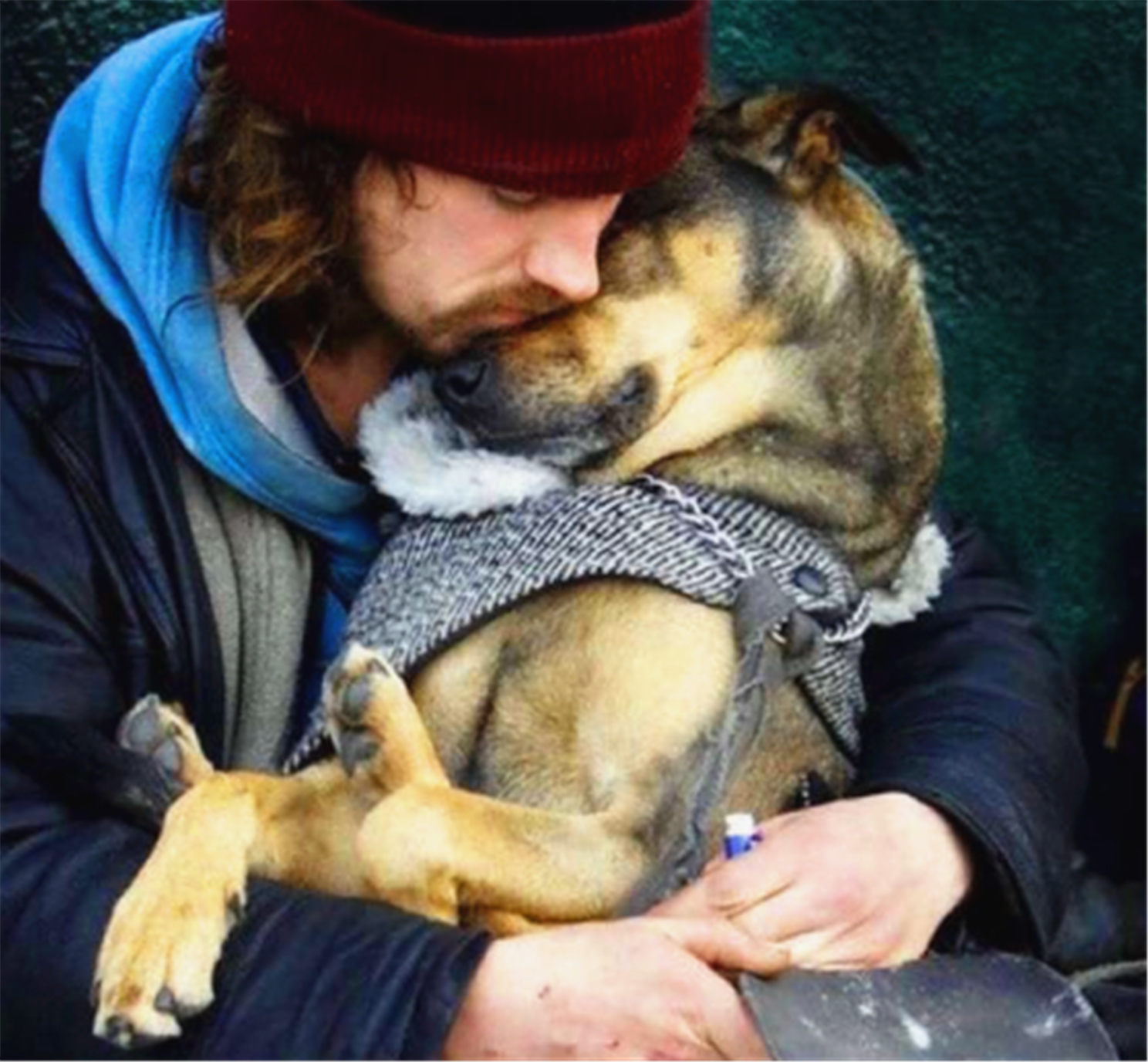 两只拉布卡多舒心的躺在主人怀里睡觉.