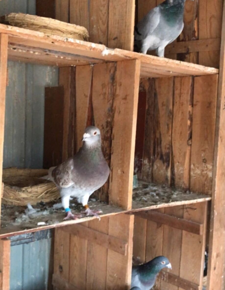 从养鸽用具说起!