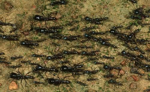 东非食人蚁吃掉德军一个军团?虚假的传闻假的不能再假