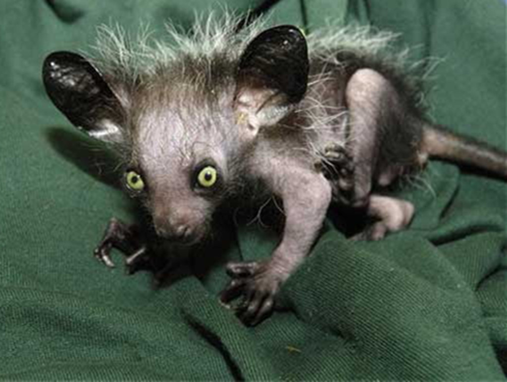 图1,墨西哥蝾螈 它们主要在水中生存.