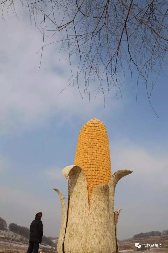 舒兰二合"超级大玉米",申报吉尼斯世界纪录!