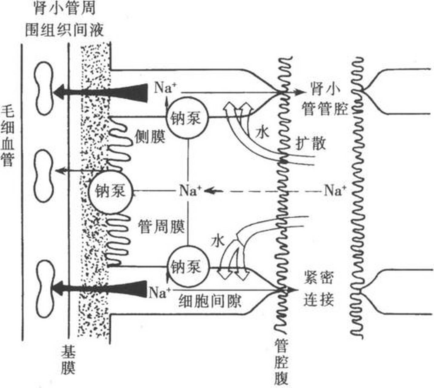 重吸收试验是一项用于检查肾小管酸化功能是否