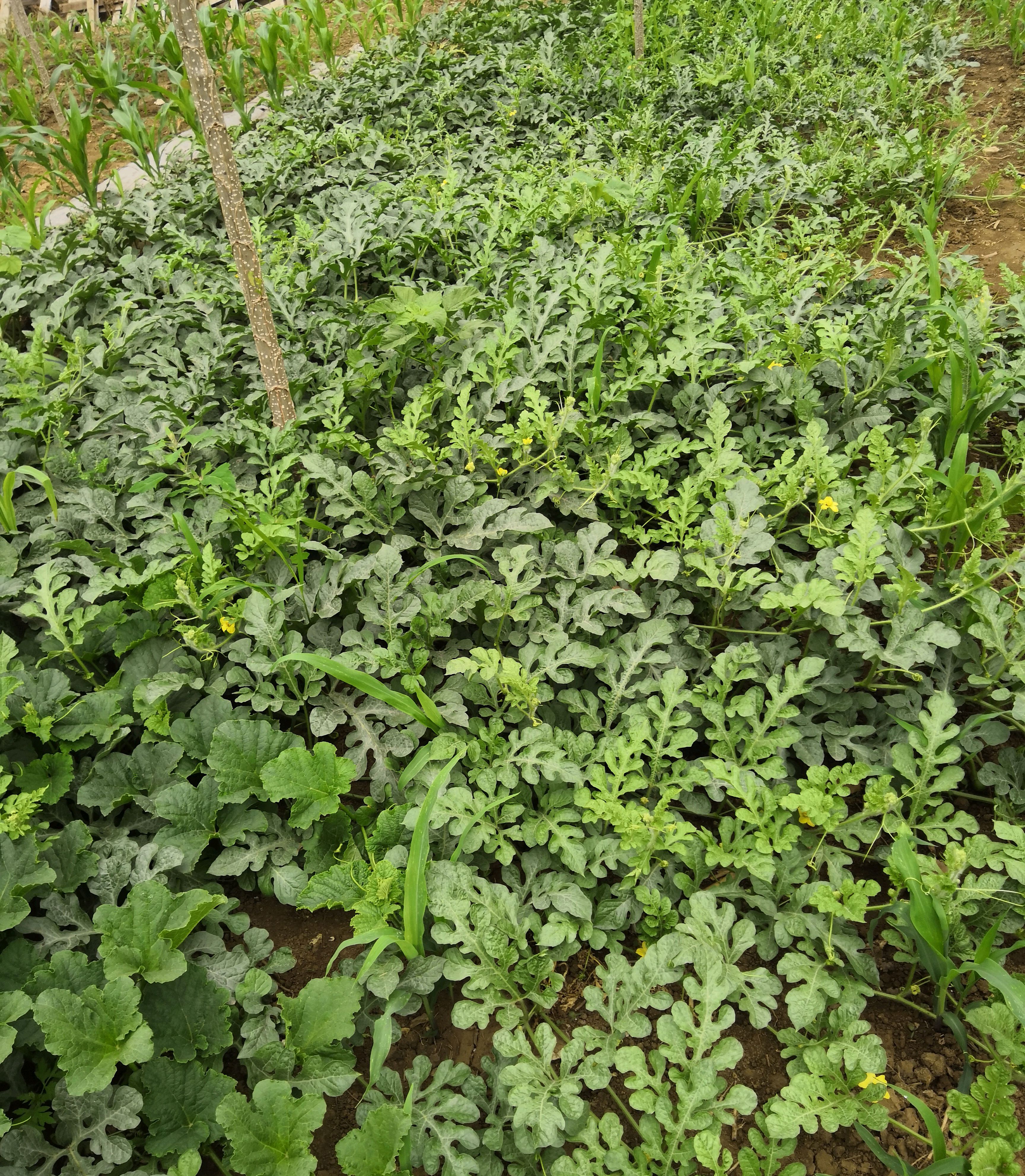 在自己屋后开垦一片西瓜地,是一种什么体验?