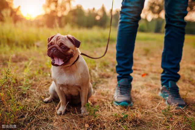 狗狗散步赖着不走,是还没玩够吗?原因不止这个