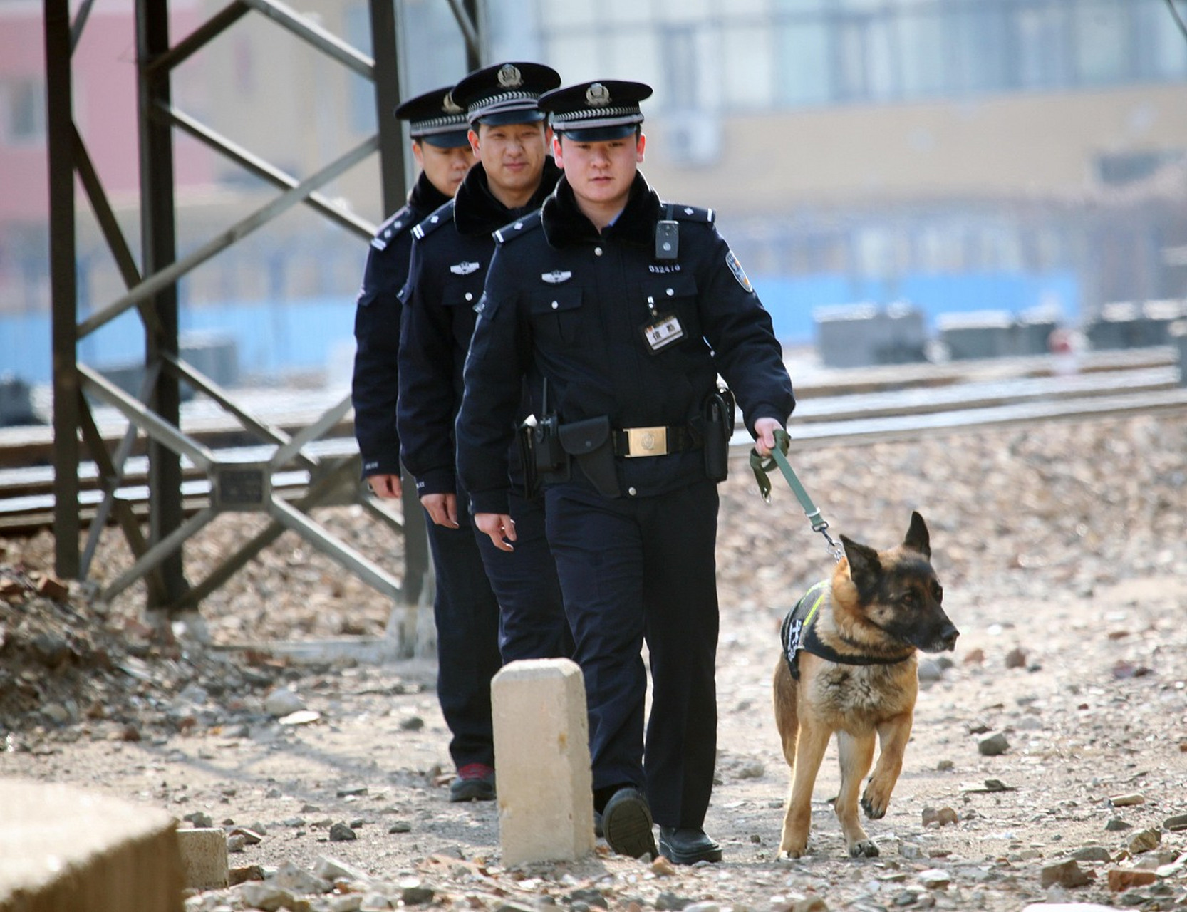 大型警犬图片 警察图片