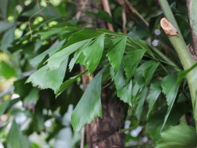 鱼尾葵树姿优美潇洒,富含热带情调,是优良的室内大型盆栽树种