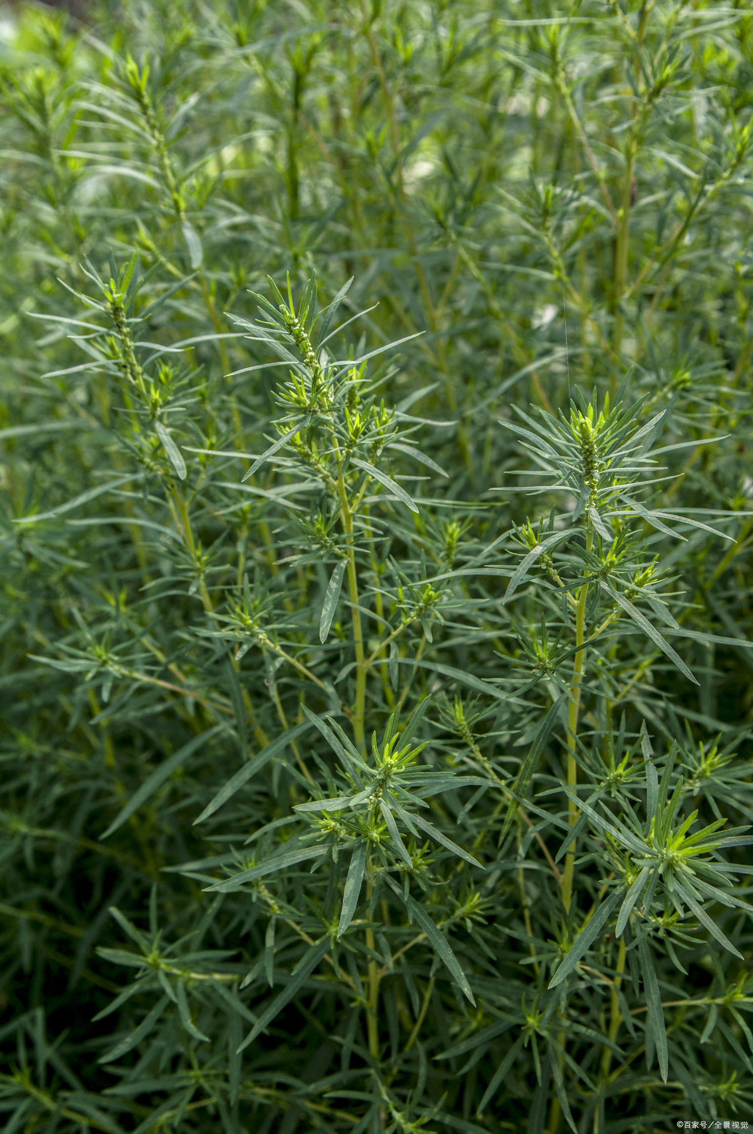 优优心情说:扫帚菜