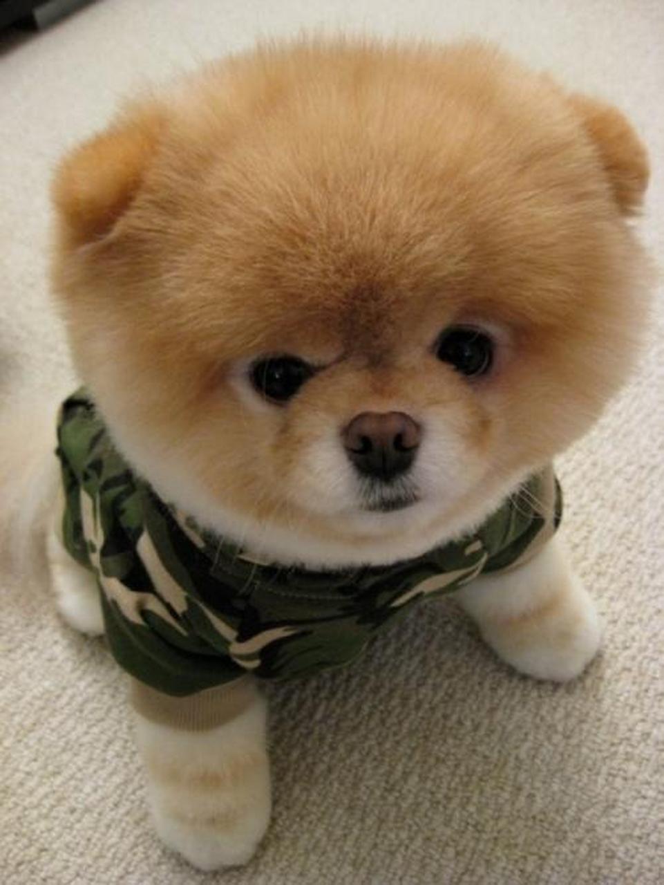 七夕晒萌宠,要撒就撒真狗粮#茶杯犬:又名茶杯贵宾犬,是一种高级宠物