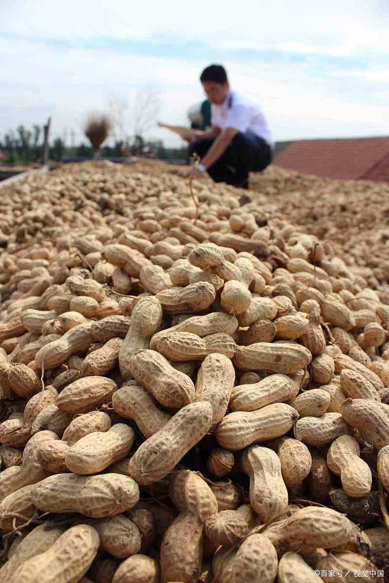 晾晒花生果