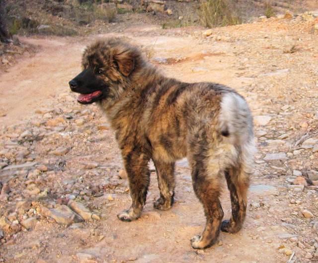 此犬是我国本土名犬,被清朝皇家当作御用猎犬,长相霸气不输藏獒