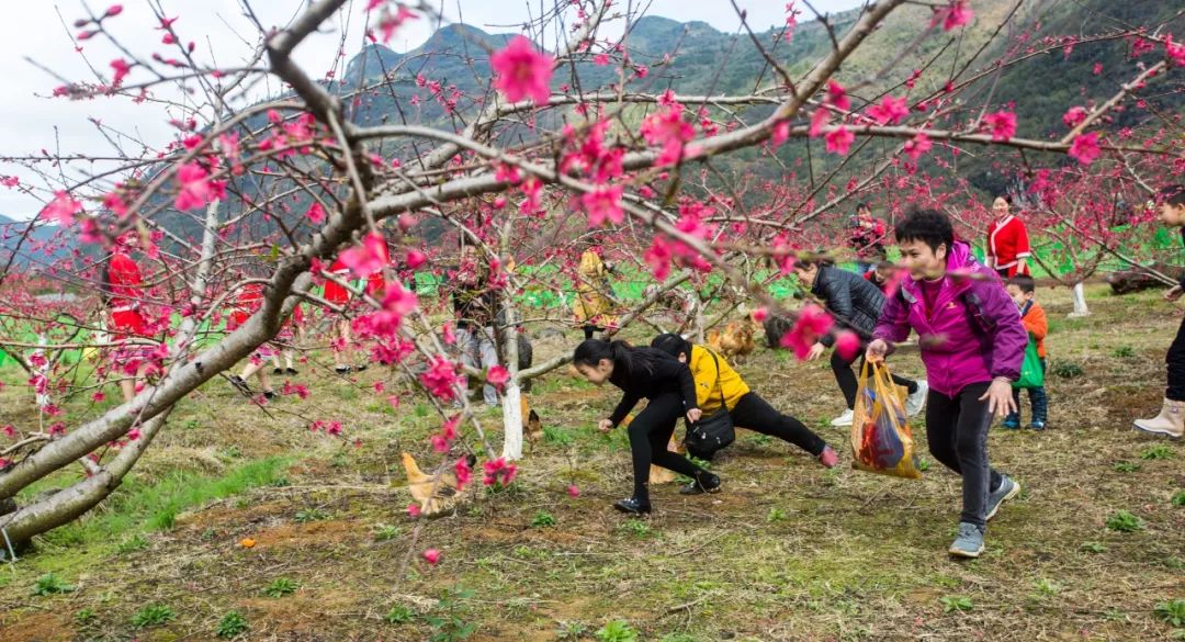 2019连州桃花节开幕!上万游客邂逅浪漫桃花