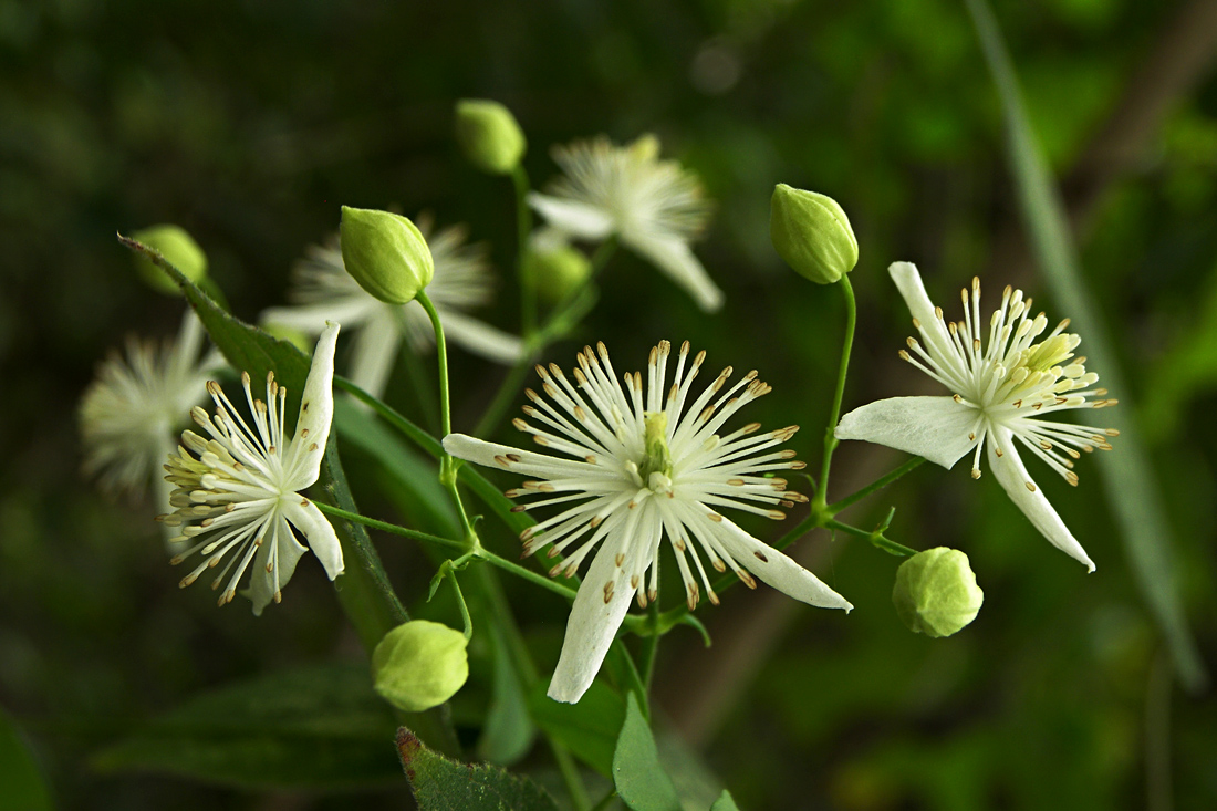 农村这种"植物"治疗风湿性关节炎,可清热利尿,你知道是什么吗
