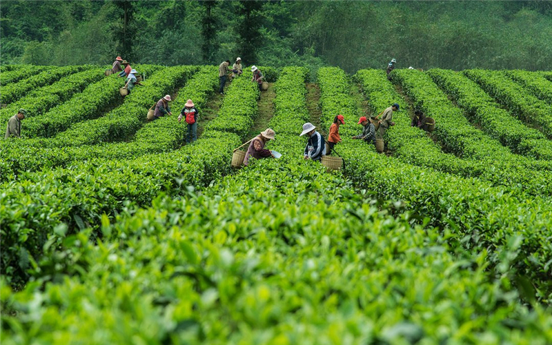 种植优质茶叶,该如何挑选土地和品种?