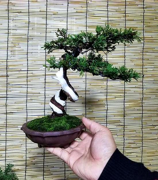 小品系鱼川真柏,这样的盆景你喜欢吗?各种微型真柏
