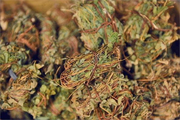 农村一种草,可治疗肝炎,肝硬化腹水,喝水时加一点,肝病不来扰
