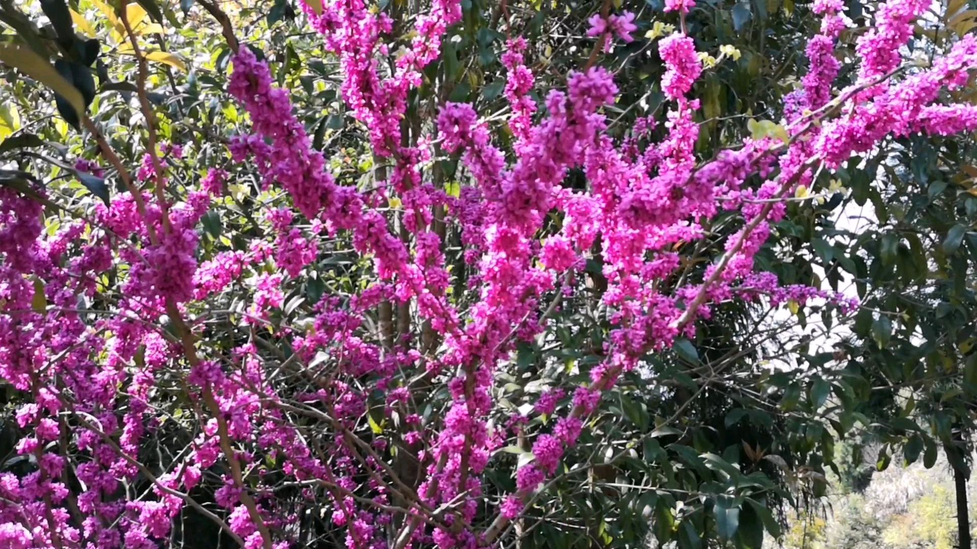 [图]一分钟带你了解紫荆花的花语习性和作用