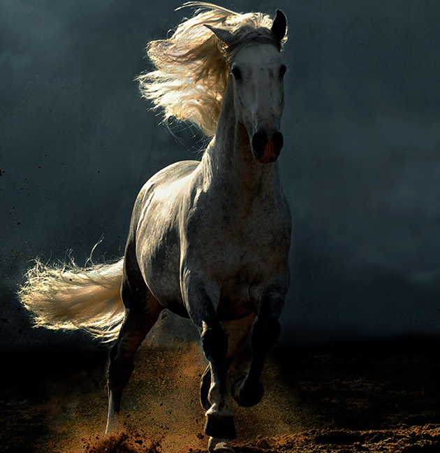 身为战马,安达卢西亚马拥有各种优异的结构品质,以应骑在背上的武士