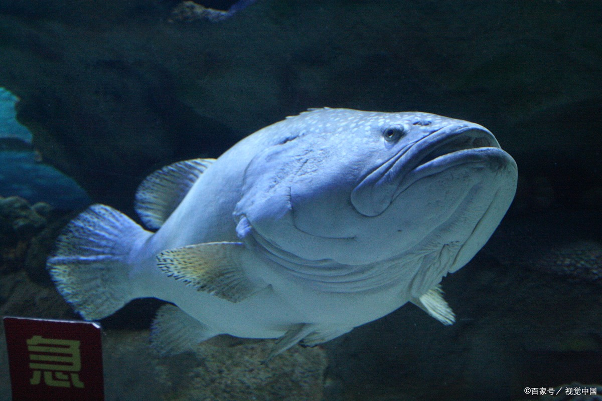 黑玛丽鱼怎么分公母