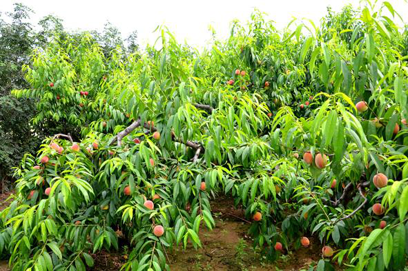 水蜜桃种植想要实现高品质,得把这些工作完善,看看如何才能做到