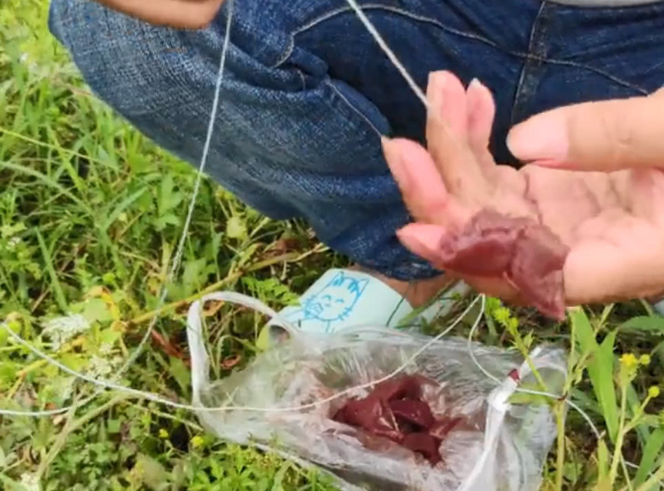 猪肝钓鱼 baijiahao.baidu.com