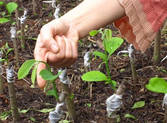 释迦果树 种植方法图片