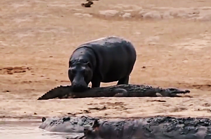 水中平头哥吃鳄鱼就像吃腊条之惊天揭秘,原来如此(附视频)