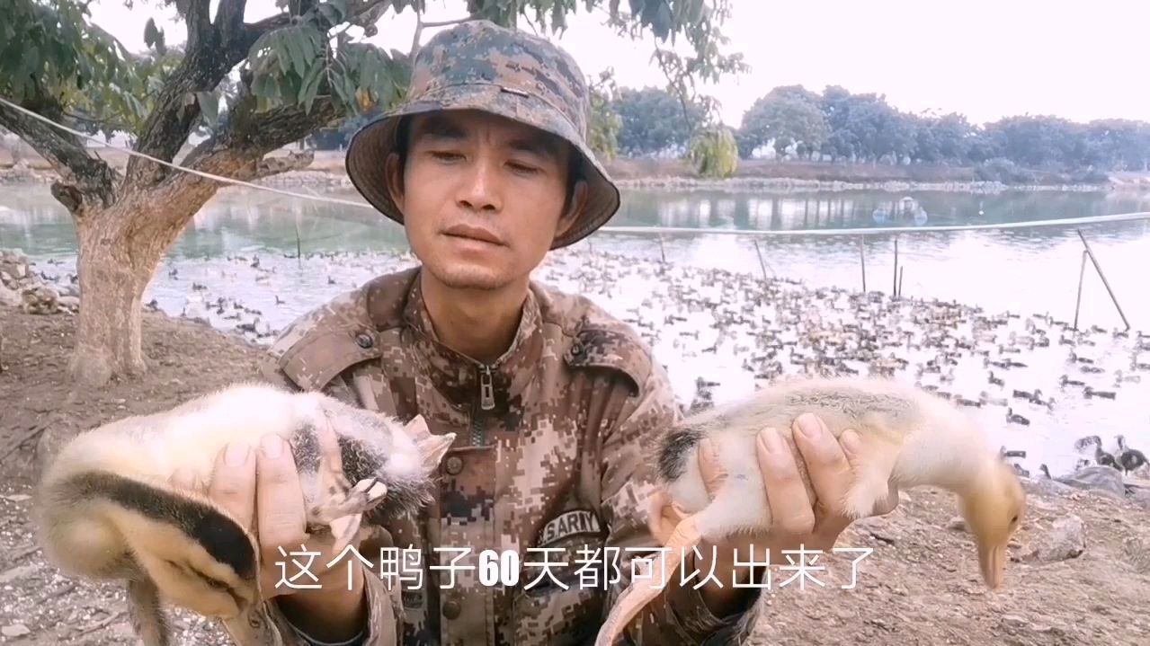 养了15天的鸭子竟然有一斤重了,看看莫大叔怎样养的