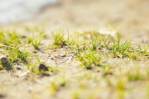 唐诗闲读:"天街小雨润如酥,草色遥看近却无"
