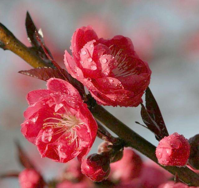 1月走桃花运的星座,该放手的就放手吧