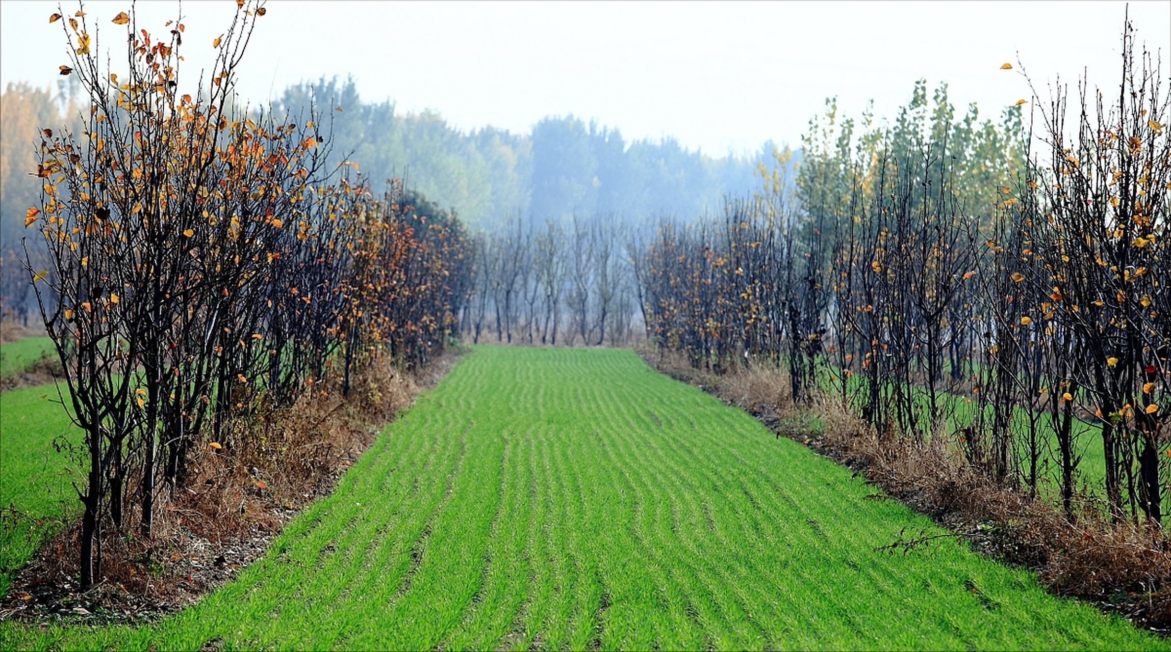 伍麦叶,一位智慧高绝的学者,活跃于西方精英社交圈.